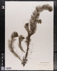 Myriophyllum verticillatum var. pectinatum image