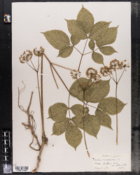 Aralia nudicaulis image