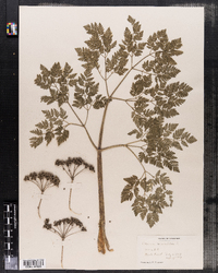Conium maculatum image
