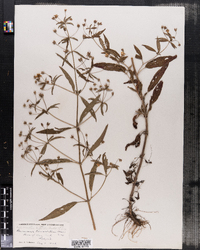 Image of Lysimachia lanceolata