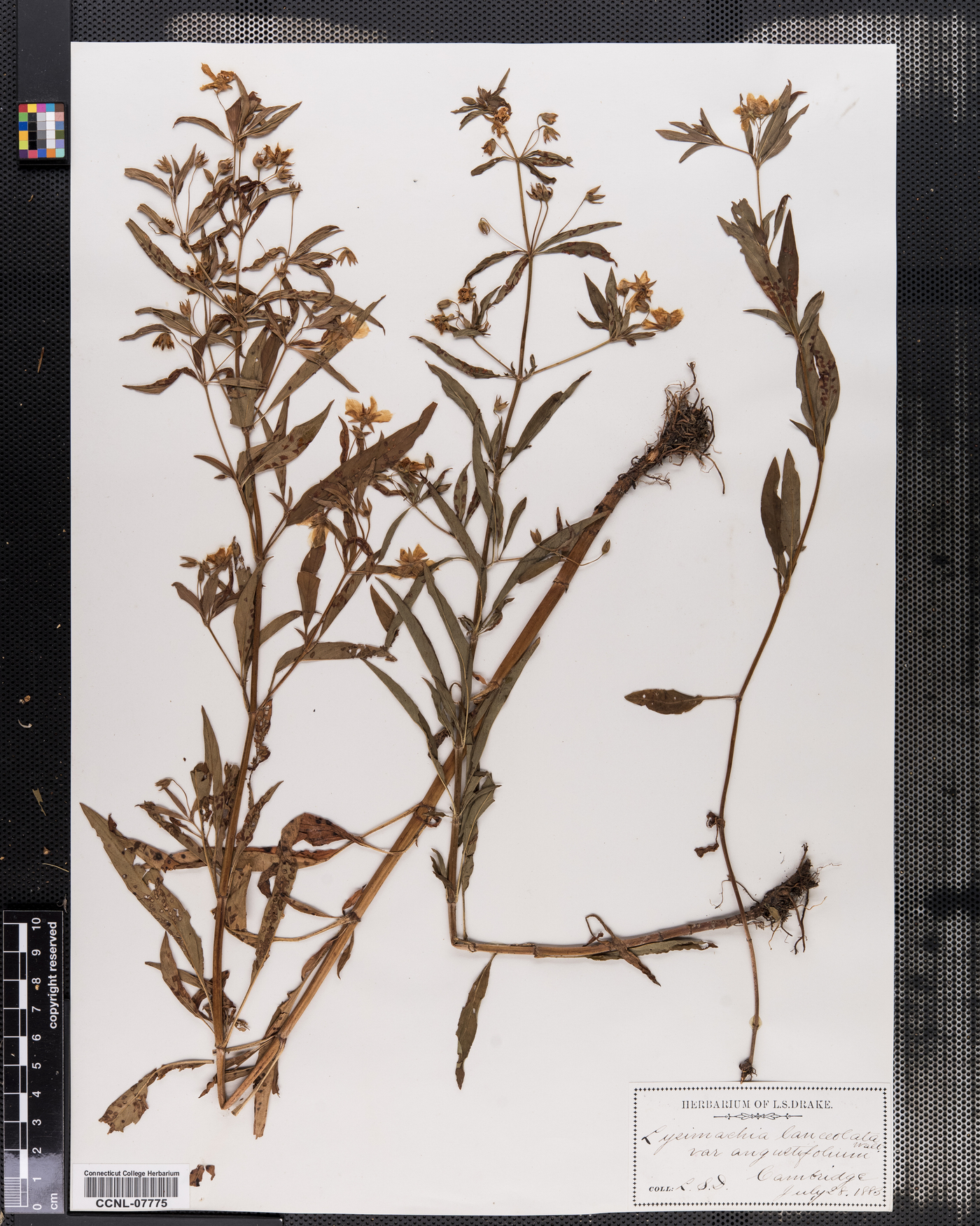 Lysimachia lanceolata var. angustifolia image