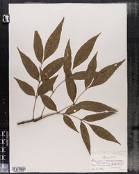 Fraxinus pennsylvanica var. lanceolata image