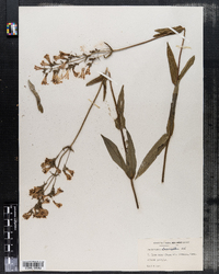 Penstemon laevigatus image