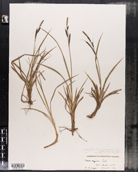 Carex rigida image