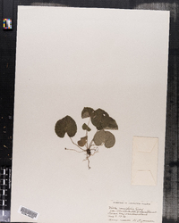 Viola renifolia var. brainerdii image