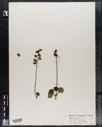 Pyrola chlorantha image