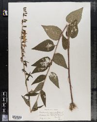 Campanula rapunculoides var. ucranica image