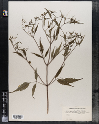 Bidens discoidea image