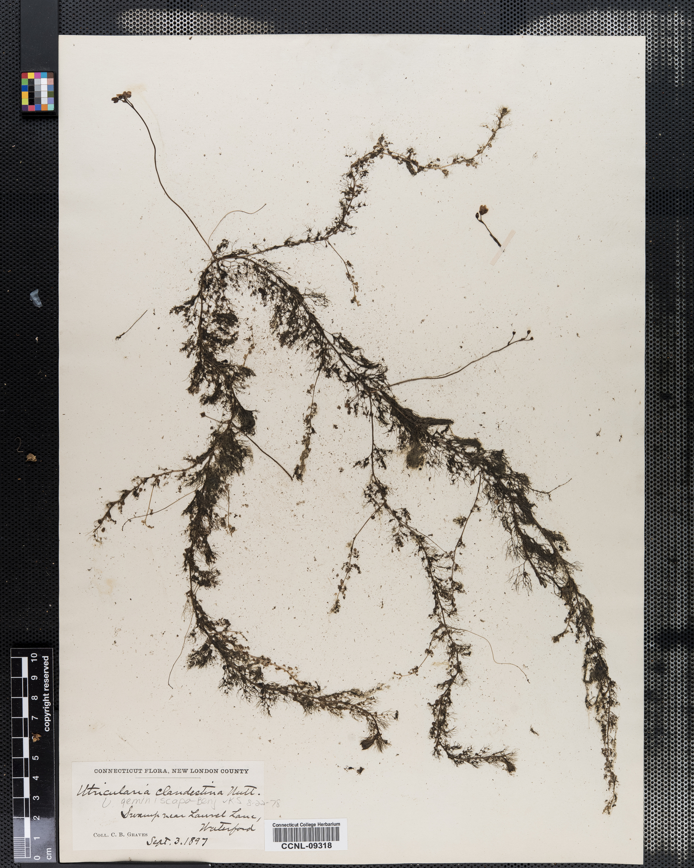 Utricularia clandestina image