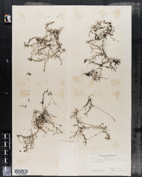 Utricularia clandestina image