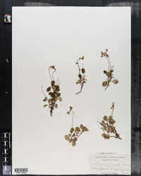 Linnaea borealis ssp. americana image