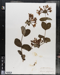 Lonicera caprifolium image