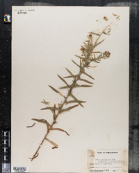 Symphyotrichum amethystinum image