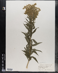 Solidago canadensis image