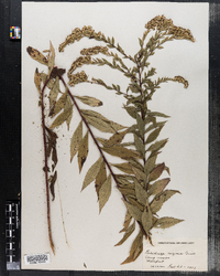 Solidago rugosa image