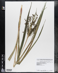 Scirpus microcarpus image