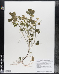 Oxalis stricta image