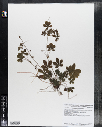 Image of Potentilla candensis