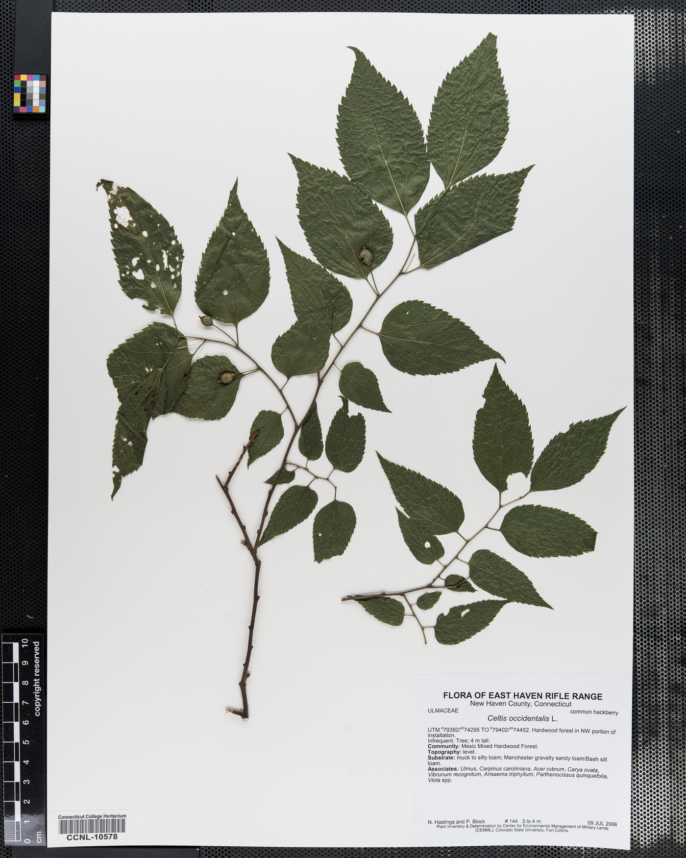 Celtis occidentalis image