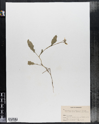 Sinapis arvensis ssp. arvensis image