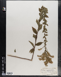 Solidago rugosa ssp. aspera image