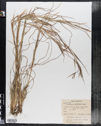 Andropogon virginicus image