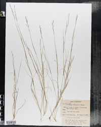 Aristida dichotoma image