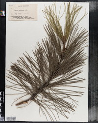 Pinus resinosa image