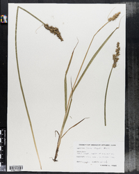 Carex stipata image