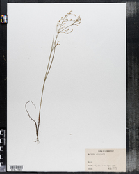 Juncus pelocarpus image