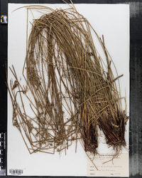 Juncus effusus image