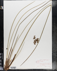 Juncus effusus image