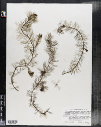Myriophyllum verticillatum var. pectinatum image