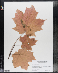 Acer saccharum image