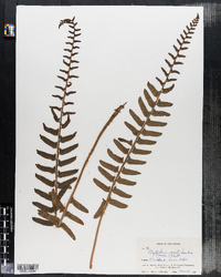 Image of Polystichum achostichoides