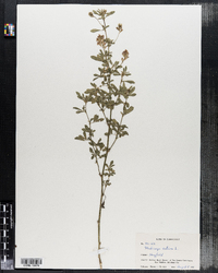 Medicago sativa image