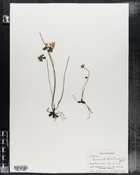 Thalictrum thalictroides image