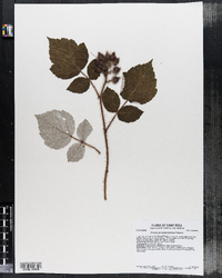 Rubus phoenicolasius image