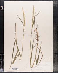 Elymus lanceolatus ssp. lanceolatus image