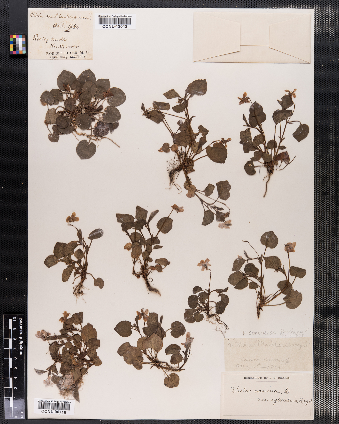 Viola muhlenbergiana image