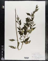 Scutellaria lateriflora image