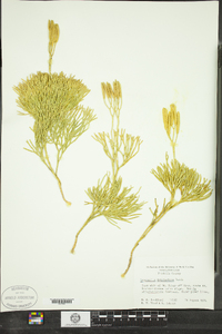 Lycopodium tristachyum image