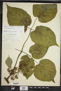 Aralia racemosa image