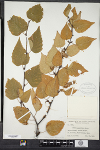 Betula papyrifera image