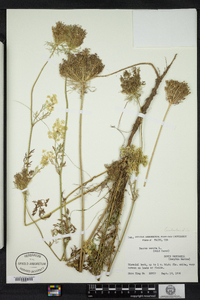 Daucus carota image