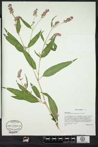 Polygonum pensylvanicum image