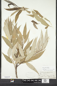 Salix rubens image