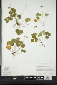 Coptis trifolia image