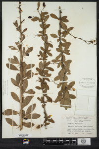 Berberis vulgaris image