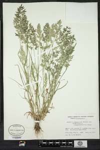 Eragrostis cilianensis image